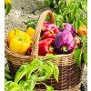 paprika-rocni-sladka-menavka-24s