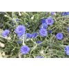 chrpa tall double blue boy 1000 s