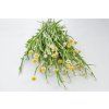 piskozil kridlaty grandiflorum 500s