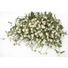 pestrovka ping pong white 25s