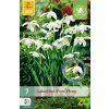 snezenka galanthus flore pleno 10 cibuli