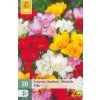 freesia