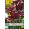 karta lilie asiatic black 2 cibule