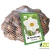 narcisus recurvus