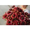 rudbekie cherry brandy 30s