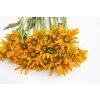 rudbekie irish eyes 500s