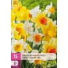 karta xxl narcis large cup mix 15 cibuli
