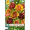 Karta Pryskyřník Ranunculus Cafe Au Lait (10 cibulí