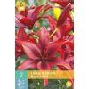 LILIE - AZIATISCH ROOD / RED