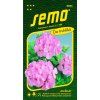 PELARGONIE PÁSKATÁ - růžová 0.05 g