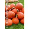 TYKEV VELKOPLODÁ - HUBBA BUBBA F1 7 s